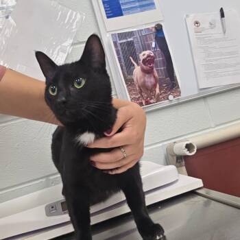 Jade -  Domestic Short Hair Cat for Adoption in Chattanooga, Tennessee - Jade | PetCurious