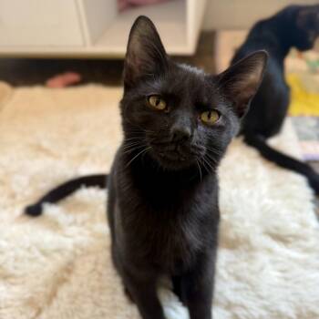 Sun Baby -  Domestic Short Hair Cat for Adoption in Louisville, Kentucky - Sun Baby | PetCurious