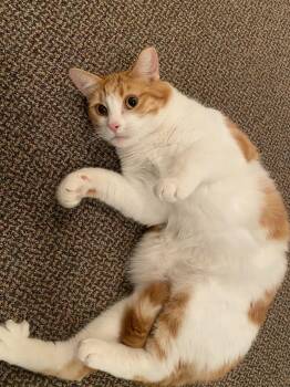 Domestic Short Hair Cats Available for Adoption - **COURTESY LISTING** Juda | PetCurious