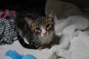 Jack Sprat -  Domestic Short Hair Cat for Adoption in Brunswick, Georgia - Jack Sprat | PetCurious