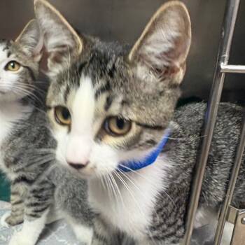 Rescue Domestic Medium Hair Cats for Adoption in San Jacinto, California - Lumiere | PetCurious