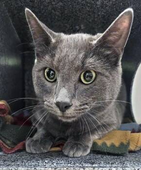Domestic Short Hair Cats Available for Adoption in Nashville, Tennessee - Grayson | PetCurious