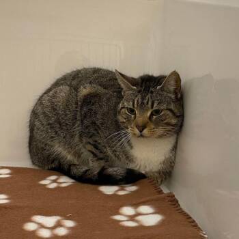 Loretta -  Domestic Short Hair Cat for Adoption in Rocky Mount, Virginia - Loretta | PetCurious