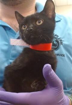 MILTON -  Domestic Short Hair Cat for Adoption in Doral, Florida - MILTON | PetCurious