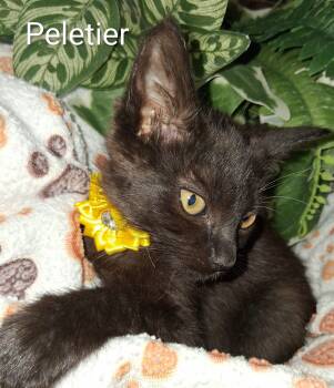 Peletier -  Domestic Short Hair Cat for Adoption in Redondo Beach, California - Peletier | PetCurious