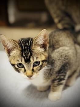 Anna -  Domestic Short Hair Cat for Adoption in Jackson, Georgia - Anna | PetCurious