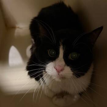 Hoover -  Domestic Short Hair Cat Available for Adoption in Yuma, Arizona - Hoover | PetCurious