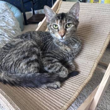 Tabby Cats Available for Adoption in Columbia, South Carolina - Barilla | PetCurious