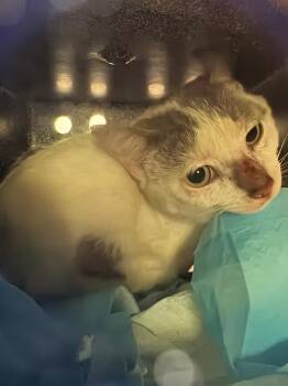 Ambulance service trap cat 1 -  Domestic Short Hair Cat for Adoption in Morgantown, Kentucky - Ambulance Service Trap Cat 1 | PetCurious