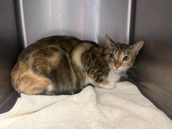 Domestic Short Hair Cats Available for Adoption - COOKIES | PetCurious