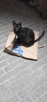 Della -  Domestic Short Hair Cat for Adoption in Liverpool, Texas - Della | PetCurious