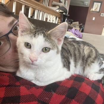 Domestic Short Hair Cats Available for Adoption - Laguna | PetCurious