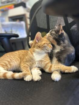 Rescue Domestic Short Hair Cats for Adoption in Villa Park, California - Margo & Milo (Bonded) | PetCurious