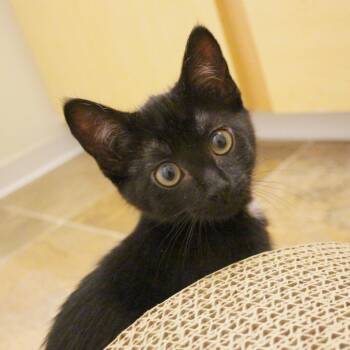 Goat -  Domestic Short Hair Cat for Adoption in Woodinville, Washington - Goat | PetCurious