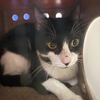 Pancake -  Domestic Short Hair Cat for Adoption in Newark, New Jersey - Pancake | PetCurious