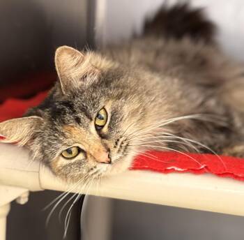 Domestic Long Hair Cats Available for Adoption - Delilah | PetCurious