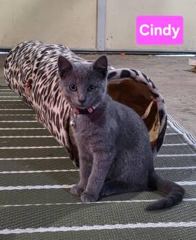 CINDY -  Domestic Short Hair Cat for Adoption in Owatonna, Minnesota - CINDY | PetCurious
