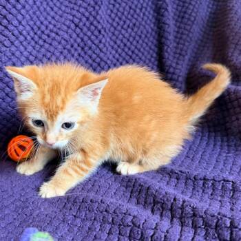 Poppy -  Domestic Short Hair Cat for Adoption in Lewisville, Texas - Poppy | PetCurious