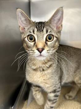 Golden Coconut -  Domestic Short Hair Cat for Adoption in Wichita, Kansas - Golden Coconut | PetCurious