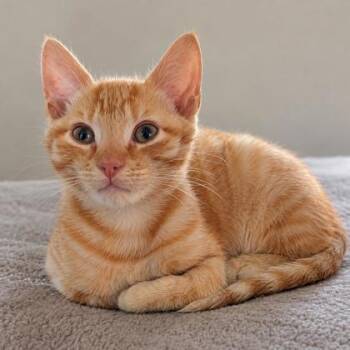 Napoleon Kershaw -  Domestic Short Hair Cat for Adoption in Hudson, Massachusetts - Napoleon Kershaw | PetCurious