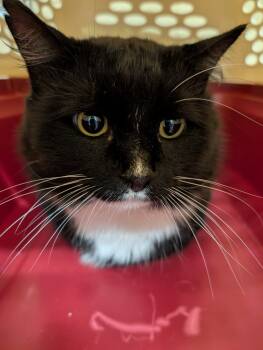 Rescue Domestic Long Hair Cats for Adoption in Douglasville, Georgia - Taiko | PetCurious