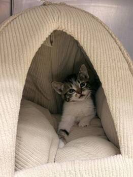 Dino -  Domestic Short Hair Cat for Adoption in Bellevue, Washington - Dino | PetCurious