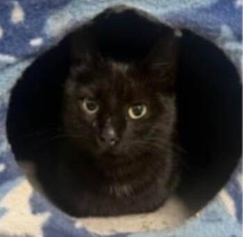 Marisol -  Domestic Short Hair Cat for Adoption in Alexandria, Virginia - Marisol | PetCurious