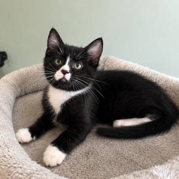 Frankie -  Domestic Short Hair Cat for Adoption in Jupiter, Florida - Frankie | PetCurious