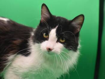 Yoshi -  Domestic Medium Hair Cat Available for Adoption in Portland, Oregon - Yoshi | PetCurious