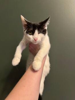 Nick Purry -  Domestic Short Hair Cat for Adoption in Chicago, Illinois - Nick Purry | PetCurious