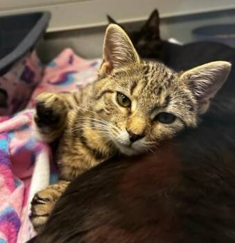 Rosemary -  Domestic Short Hair Cat for Adoption in Suffolk, Virginia - Rosemary | PetCurious