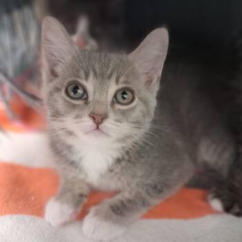 Rosemary -  Domestic Short Hair Cat for Adoption in Ridgway, Colorado - Rosemary | PetCurious