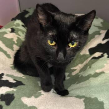 Bee -  Domestic Short Hair Cat for Adoption in Cedar Rapids, Iowa - Bee | PetCurious