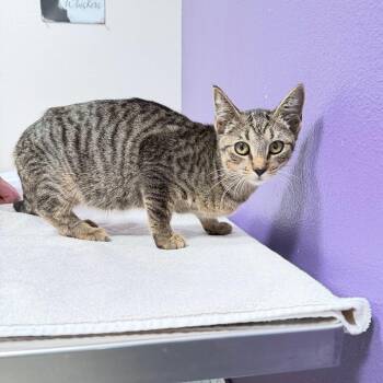 Tabitha -  Domestic Short Hair Cat for Adoption in Englewood, Florida - Tabitha | PetCurious