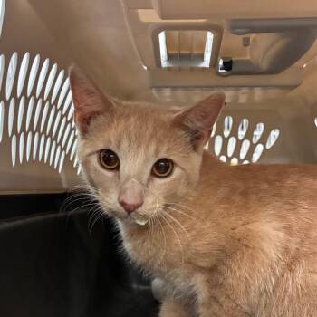 Peach -  Domestic Short Hair Cat for Adoption in Manhattan, Kansas - Peach | PetCurious