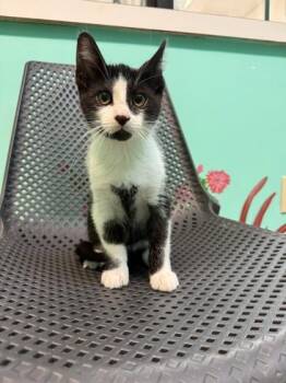 Homer -  Domestic Short Hair Cat for Adoption in Harbor Springs, Michigan - Homer | PetCurious