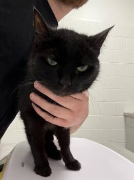 ELVIRA -  Domestic Short Hair Cat for Adoption in Indianapolis, Indiana - ELVIRA | PetCurious