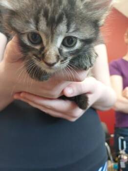 Baby Zelda -  Domestic Short Hair Cat for Adoption in Fishers, Indiana - Baby Zelda | PetCurious