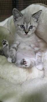 Nimbus -  Domestic Short Hair Cat for Adoption in Adrian, Michigan - Nimbus | PetCurious