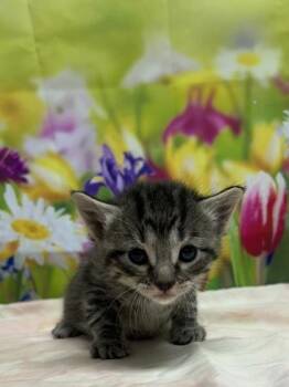 Domestic Short Hair Cats Available for Adoption in San Antonio, Texas - Mercury | PetCurious