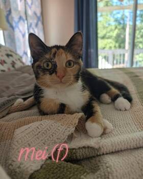 Mei -  Domestic Short Hair Cat for Adoption in Raeford, North Carolina - Mei | PetCurious