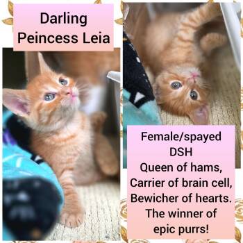 Princess Leia -  Domestic Short Hair Cat for Adoption in Beaverton, Oregon - Princess Leia | PetCurious