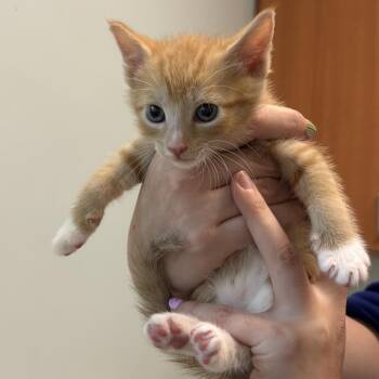 Phineas (Bonded w/ Candice) -  Domestic Short Hair Cat for Adoption - Phineas (Bonded W/ Candice) | PetCurious