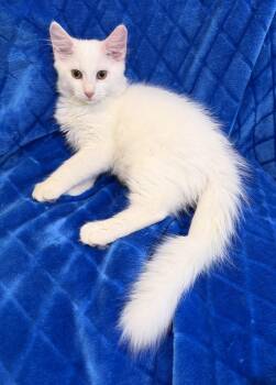 Dallas -  Domestic Long Hair Cat for Adoption in Lake Monroe, Florida - Dallas | PetCurious