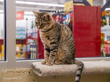 Carmie -  Tabby Cat for Adoption in Parlier, California - Carmie | PetCurious