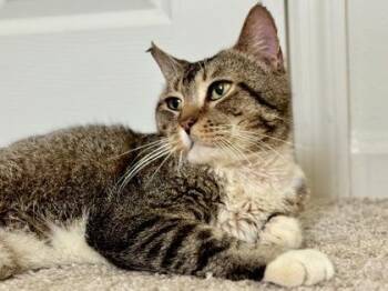 Champ -  Domestic Short Hair Cat for Adoption in Vero Beach, Florida - Champ | PetCurious