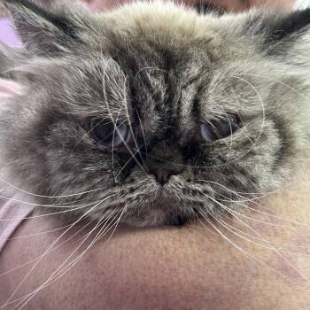 Persian Cats Available for Adoption in Boerne, Texas - Hello Dolly | PetCurious