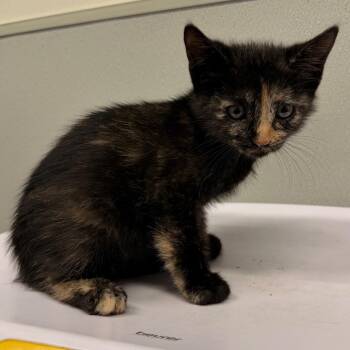 Zuri -  Domestic Short Hair Cat for Adoption in Tampa, Florida - Zuri | PetCurious