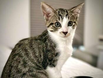 Rescue Tabby Cats for Adoption in Greenfield, California - Lorelei | PetCurious