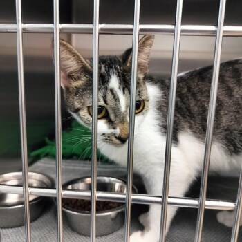 Willow -  Domestic Short Hair Cat for Adoption - Willow | PetCurious